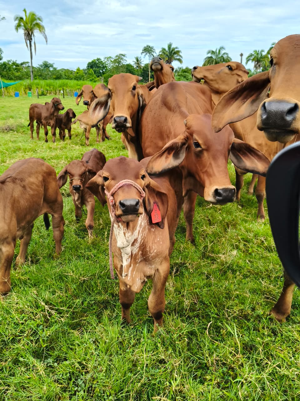 Finca ganadera en venta en Parcelamiento El Pilar